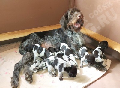 Щенки дратхаар